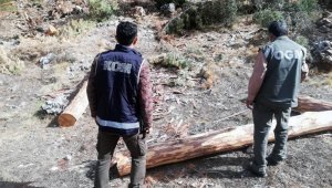 Ormanda 2 milyon liralık vurgun operasyonu