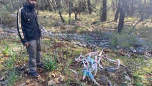 Ormanlık alanda zehirli kemikler bulundu