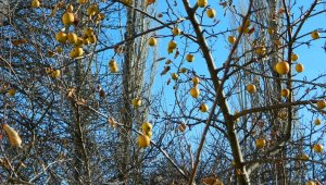 Posof böyle bir kış görmedi