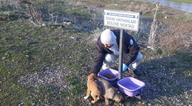Salihli'de sokak hayvanlarına mama desteği