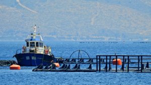 Sığacık'ta orkinos üretim çiftliğine 5. kez iptal