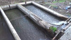 Siirt'te 20 bin ton alabalık üretildi