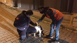 Sokakta bulunan köpeği, belediye başkanı sahiplendi