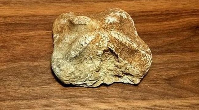 Tam 2 milyon yaşında!