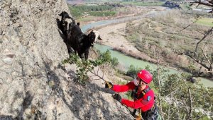 Uçurum kenarında mahsur kalan keçileri jandarma kurtardı
