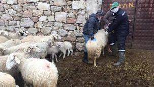 Urla esrarengiz kuzu ölümleri