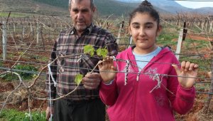 Üzüm bağları yalancı bahara aldandı