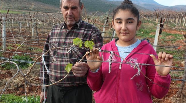 Üzüm bağları yalancı bahara aldandı