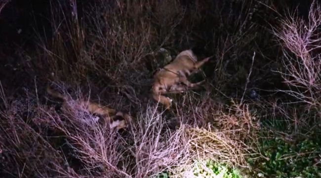 Vahşet! Ceylanpınar'da toplu köpek katliamı