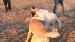 Vahşet! Köpekleri birbirine parçalattılar