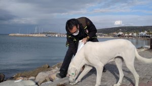 Valilikten İzmir'de sokak hayvanları için 100 ton mama