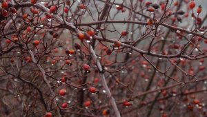 Yağmur sonrası görsel şölen