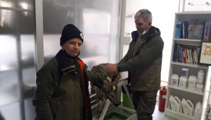 Yaralı bulunan karaca tedavi altına alındı