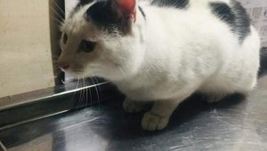 Yaralı kedi için seferber oldular