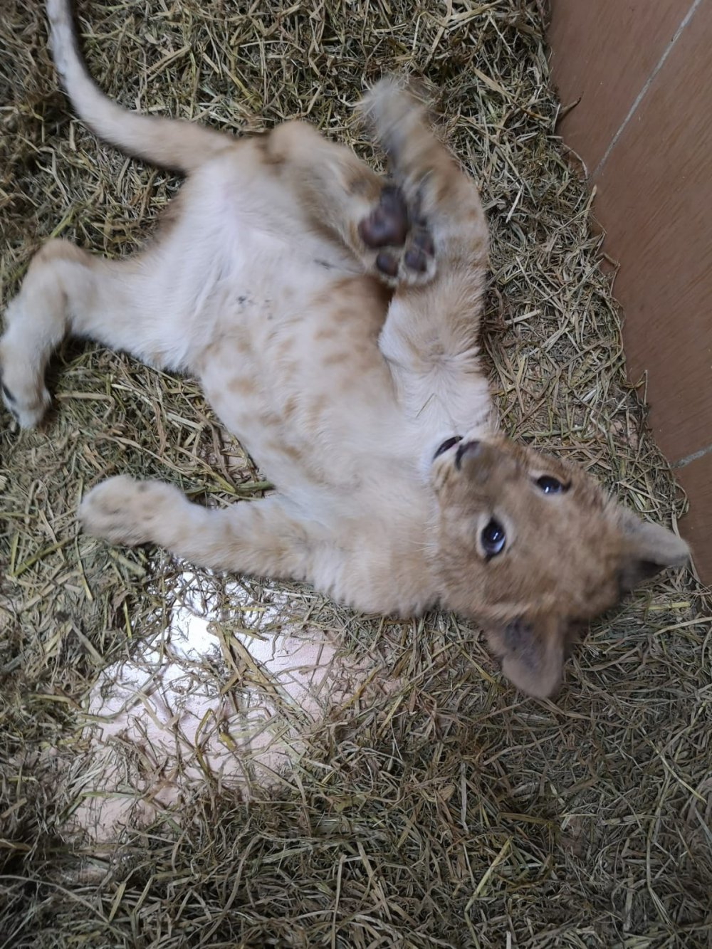 Yavru aslan operasyonu