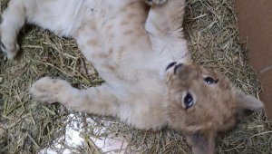 Yavru aslan operasyonu