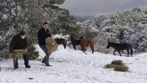 Yılkı atlarına yem bırakıldı