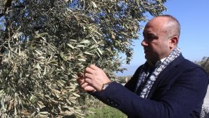 40 yıl sonra gelen afet yüzlerce yıllık ağaçları yaktı