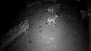 Aç kalan kurt ağıldaki koyunlara saldırdı