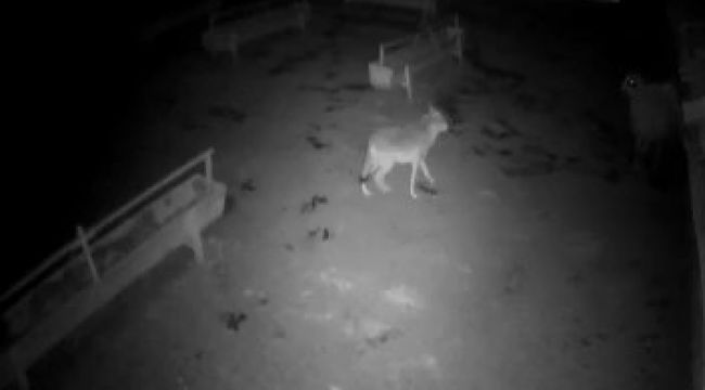 Aç kalan kurt ağıldaki koyunlara saldırdı