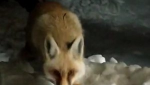 Aç kalan tilkiyi elleriyle besledi