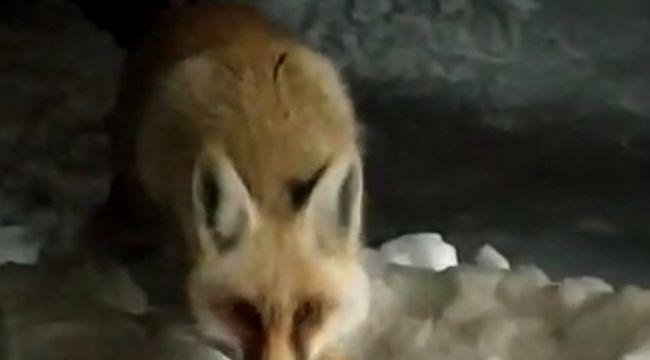 Aç kalan tilkiyi elleriyle besledi