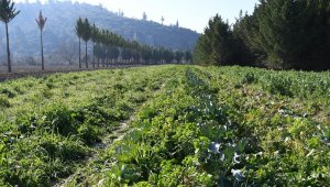 Adabahçe'de kış hasadı