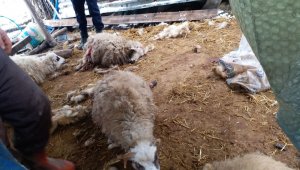 Ahırda dehşete düşüren manzara