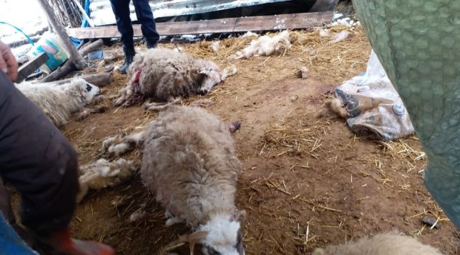 Ahırda dehşete düşüren manzara