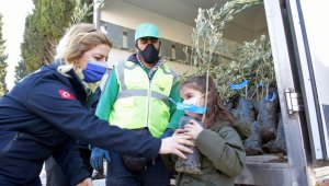 Aliağa Belediyesinin zeytin fidanı dağıtımları sürüyor