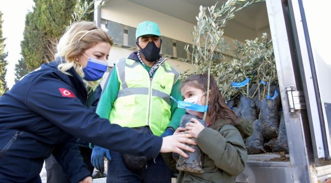 Aliağa Belediyesinin zeytin fidanı dağıtımları sürüyor