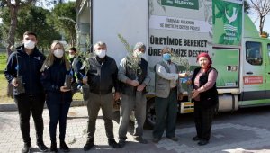 Aliağa'da zeytin şöleni sürüyor