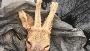 Avladıkları karacayı parçalayan 2 kişiye 7 bin 444 lira ceza