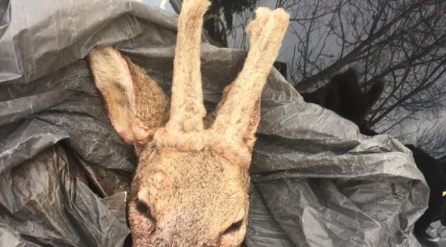 Avladıkları karacayı parçalayan 2 kişiye 7 bin 444 lira ceza