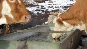 Aydın'da 22 mahallede Şap Karantinası uygulanmaya başladı