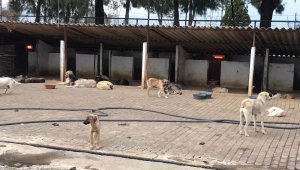 Aydın'da sokak hayvanları artık üşümeyecek