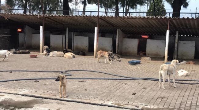 Aydın'da sokak hayvanları artık üşümeyecek