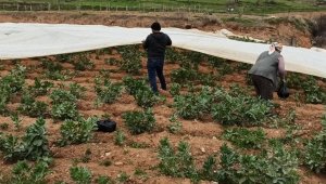 Bakla ve bezelye üreticilerinden don tehlikesine karşı elyaf örtülü önlem