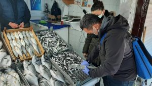 Balıklar boy boy denetleniyor