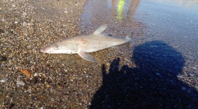 Bodrum'un jaws'ı ölü bundu