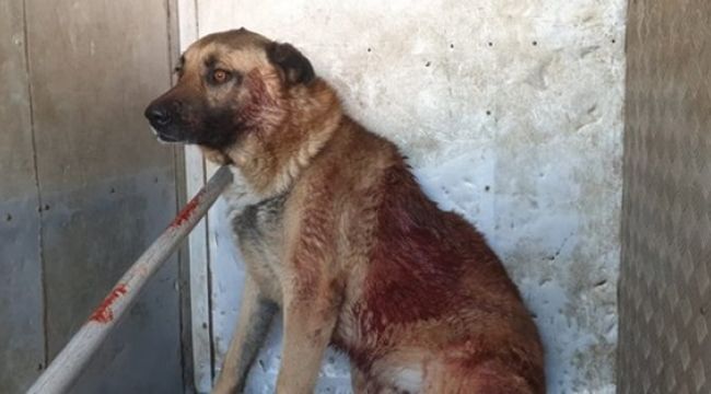 Bu nasıl insanlık! Cani adam 