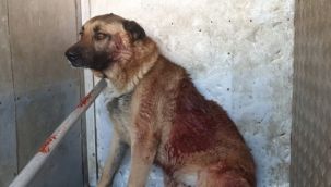 Bu nasıl insanlık! Cani adam 