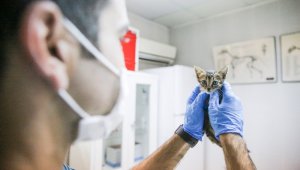 Buca Belediyesi 17 bin kediye kucak açtı