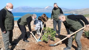 Çeşme'de yanan orman alanına 5 bin sakız fidanı