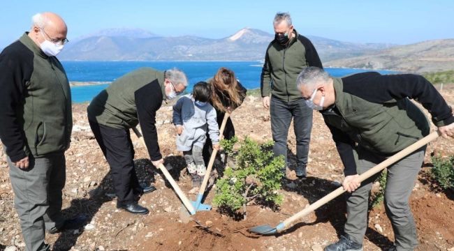 Çeşme'de yanan orman alanına 5 bin sakız fidanı