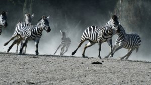 Doğal Yaşam Parkı'nın nüfusu artıyor