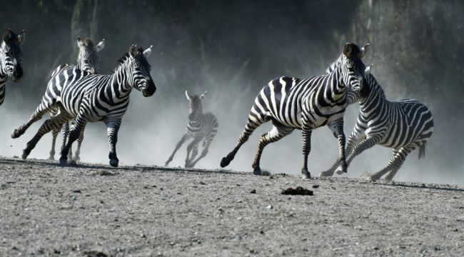 Doğal Yaşam Parkı'nın nüfusu artıyor