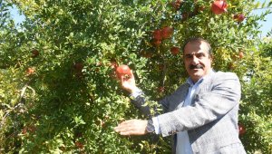 İhracatta nar bereketi