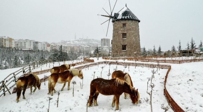 İzmir'de faytonlar kaldırıldı, atlar özgür kaldı