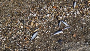 İzmir'de ölü balıklar kıyıya vurdu